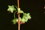 Thunberg's meadowsweet